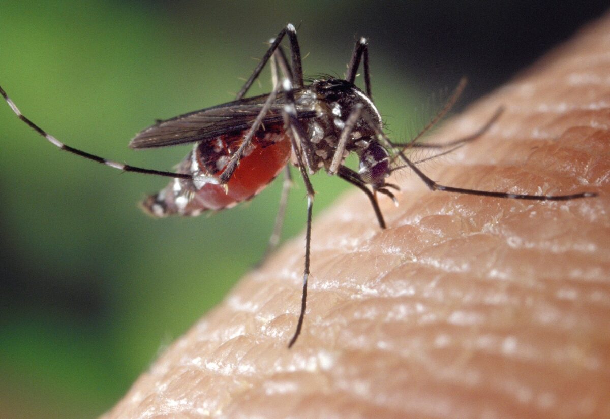 Jak uchronić dzieci przed komarami? 5 skutecznych sposobów