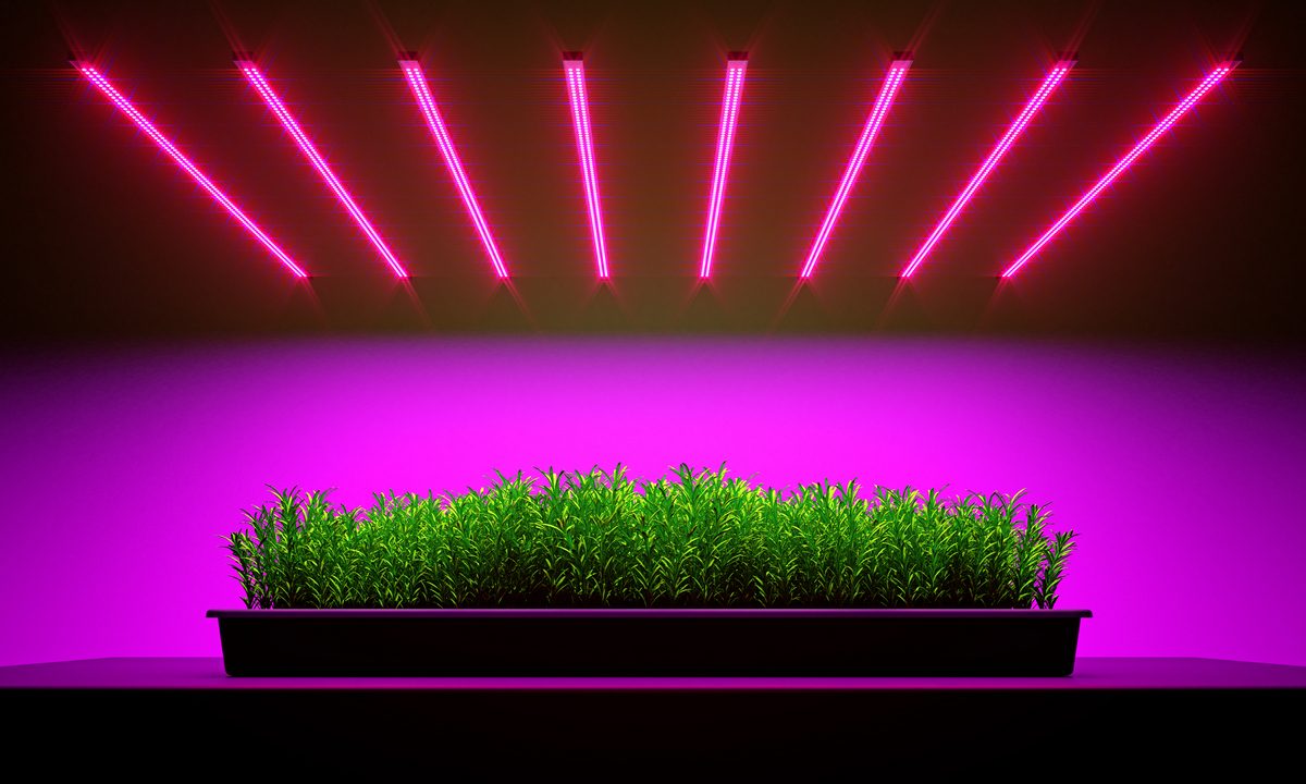 Lampy LED do roślin – jak działają?