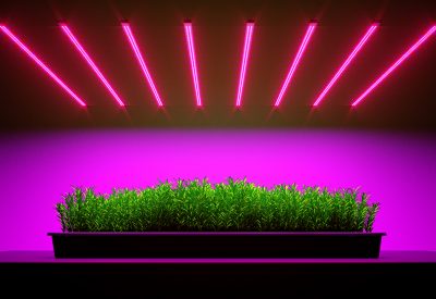 Lampy LED do roślin - jak działają?